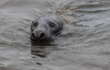 Zeehond