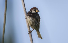 Spanish sparrow / Spaanse mus