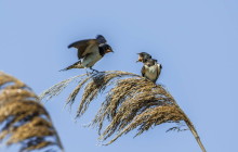 Barn Swallow / Boerenzwaluw