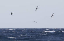 Cory's shearwater / Kuhl's pijlstormvogel