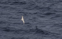 Cory's shearwater / Kuhl's pijlstormvogel