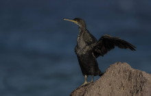 European Shag / Kuifaalscholver