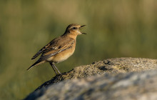 Wheatear / Tapuit (first winter)