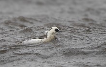 Smew / Nonnetje - Loosdrecht, Loenderveense Plas 21-2-2016