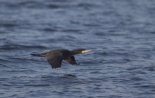 Great cormorant / Aalscholver - Huizen, Huizer Pier 27-2-2016