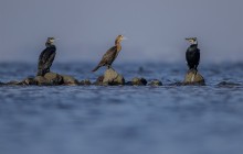 Great cormorant / Aalscholver - Huizen, Huizer Pier 27-2-2016