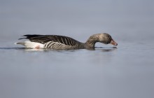 Greylag goose / Grauwe Gans -  Loosdrecht, Loenderveense Plas 28-2-2016