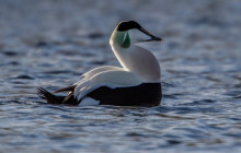 Common Eider / Eidereend