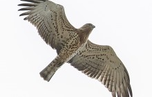 Short-toed Snake Eagle / Slangenarend