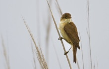 Eurasian reed warbler / Kleine karekiet