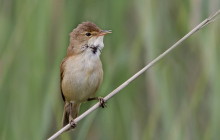 Eurasian reed warbler / Kleine karekiet