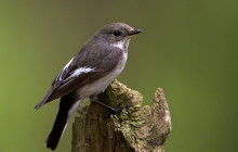 European Pied Flycatcher / Bonte Vliegenvanger