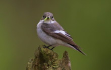 European Pied Flycatcher / Bonte Vliegenvanger male