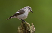 European Pied Flycatcher / Bonte Vliegenvanger