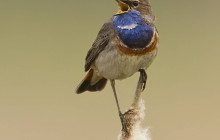 Bluethroat / Blauwborst