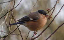 Eurasian Bullfinch / Goudvink vrouw