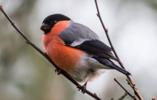 Eurasian Bullfinch / Goudvink man