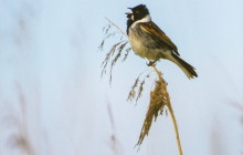 Common Reed Bunting / Rietgors1i