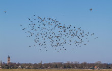 Common starling / Spreeuw & Black-tailed Godwit / Grutto