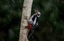 Great Spotted Woodpecker