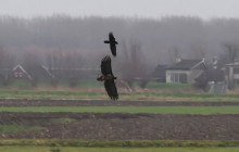 White-tailed eagle and Raven / Zeearend en raaf in Eempolder