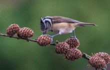 European Crested Tit / Kuifmees