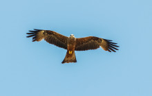 Red Kite / Rode Wouw