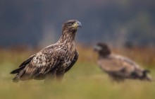 White tailed eagle - Zeearend