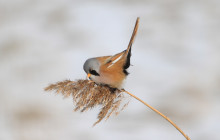 Bearded Reedling / Baardman