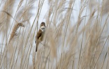 Great reed warbler / Grote Karekiet / Rouserole turboïde