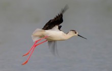 Steltkluut / Black-winged Stilt / Échasse blanche