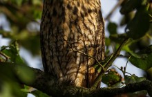 Long-eared Owl / Ransuil