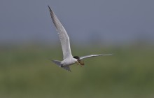 Gull-billed tern / Lachsterner / Sterne hansel