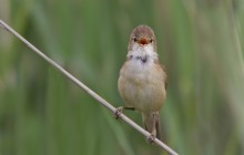 Reed warbler / Kleine karekiet / Bouserolle effarvatte