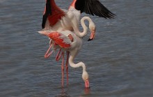 Flamingo / Greater Flamingo / Flamant rose