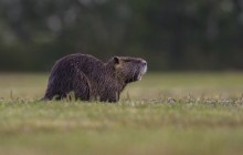 Beverrat (Myocastor coypus) / Coypu / Ragondin