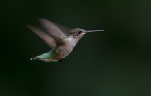 Ruby-throated hummingbird