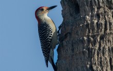 Red-bellied Woodpecker