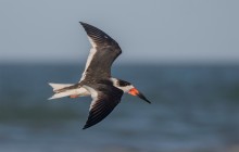 Black Skimmer