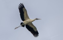 Wood stork