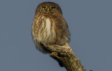 Pygmy Owl / Dwerguil