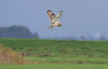 Short eared owl / Velduil