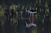 Steltkluut / Black-winged Stilt / Échasse blanche