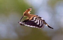 Hop / Huppe / Hoopoe