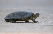 Europese moerasschildpad  (Emys orbicularis)  / Turtle