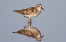 Least Sandpiper - Kleinste stlp