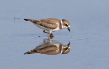 Semipalmated plover- Bontbek plevier