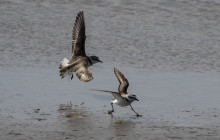 Kentish Plover  / Strandplevier / Gravelot à collier interrompu