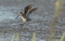 Watersnip / Common Snipe