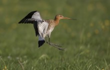 Grutto / Black Tailed Godwit